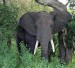 slon africky.jpg